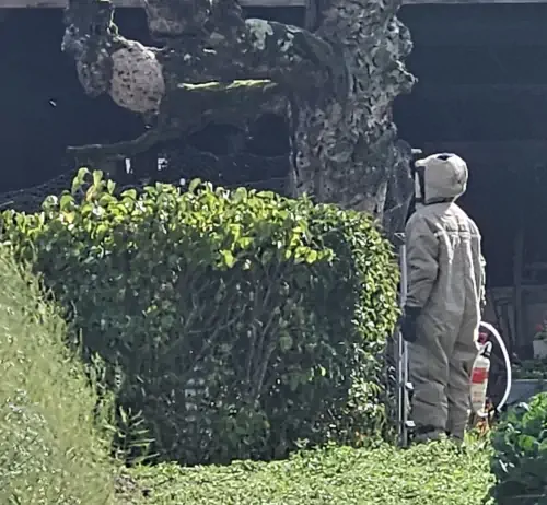 Désinsectiseur en combinaison de protection intégrale lors du repérage d'un nid de frelons dans un arbre